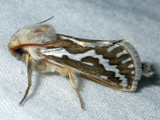 Eudalaca leucocyma